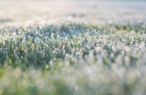 frost-on-grass-1358930_1920_306x200_crop