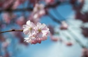 cherry-blossom-1327810_1920_306x200_crop